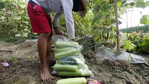 (February 11 2026) Farmer Dela Peña family picking vegetables “bottle gourd and cucumber” at their rented farmland in San Ildefonso, Bulacan on Wednesday, February 11, 2026, they said due to an oversupply of produce, they are forced to sell at low prices, leaving them with earnings that only break even with their production costs. President Ferdinand R. Marcos Jr. signed the 2026 national budget, which significantly boosts the agricultural sector's allocation to over P297 billion to enhance food security, modernize systems, and raise rural incomes. Key priorities include doubling farm-to-market road funding to P33 billion. Photo/Analy Labor