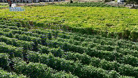 (February 11 2026) An almost two hectares vegetables farm of “bottle gourd, string beans and cucumber“ rented by the Dela Peña family in San Ildefonso, Bulacan, on Wednesday, February 11, 2026, they said due to an oversupply of produce, they are forced to sell at low prices, leaving them with earnings that only break even with their production costs. President Ferdinand R. Marcos Jr. signed the 2026 national budget, which significantly boosts the agricultural sector's allocation to over P297 billion to enhance food security, modernize systems, and raise rural incomes. Key priorities include doubling farm-to-market road funding to P33 billion. Photo/Analy Labor