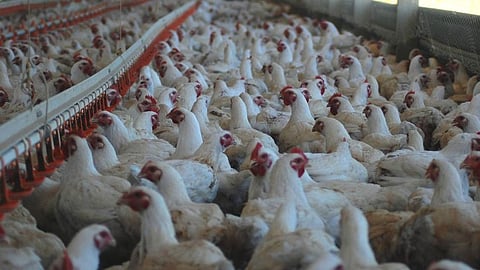 DEPARTMENT of Agriculture lifts temporary ban, allowing poultry and related products from certified disease-free zones in the Netherlands.
