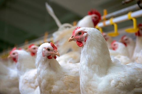 Market reopens as Dutch poultry ban ends