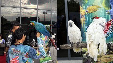FLY AWAY, SKYLINE PIGEON FLY. Some of the birds brought by the United Flyers Philippines during the 26th Philippine International Hot Air Balloon Fiesta (PIHABF) in New Clark City, Capas, Tarlac. 