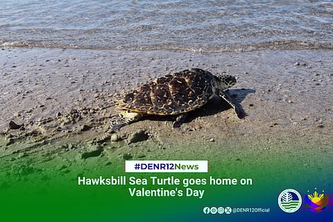 Hawksbill sea turtle returned to natural habitat in the waters of Sarangani Bay
