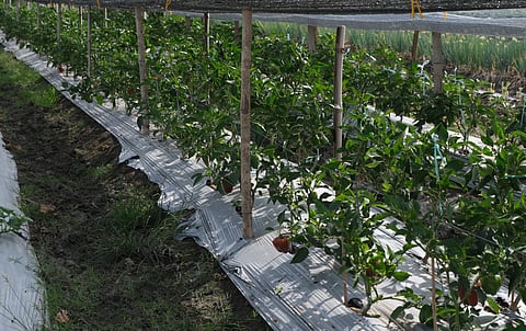 DA tightens oversight on farm funds