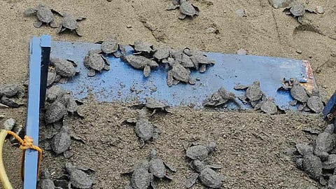 Race to the Waves — Seventy-three Olive Ridley (Lepidochelys olivacea) hatchlings scramble toward the open sea after being released by the local government of Numancia on February 6, 2026, in a heartwarming display of nature’s resilience.