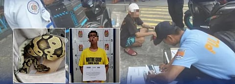 THE PNP Maritime Group arrested a man selling a ball python online in Pasay City on 15 February 2026.