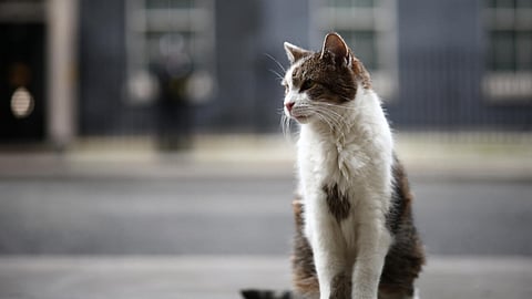 Could insight from cats lead to breast cancer cures?