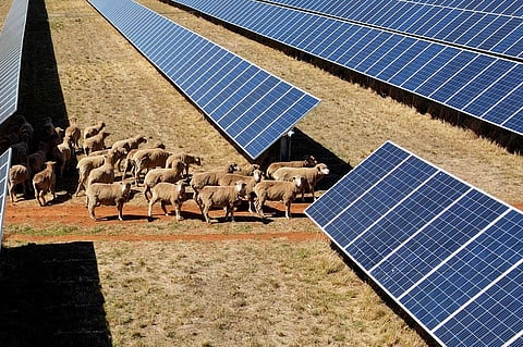 FEARS of 30,000 solar panels restricting grazing at the Dubbo Solar Hub were unfounded as these sheep show.