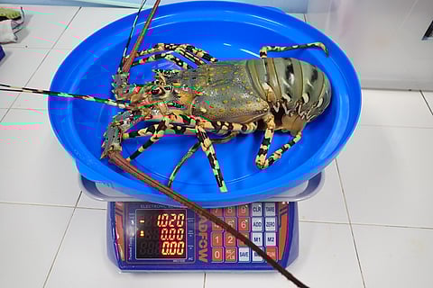 SEAFDEC/AQD is developing science-based farming models for tiger lobster (Panulirus ornatus) in Iloilo, aiming to transform wild seed collection into a sustainable, high-value aquaculture industry.