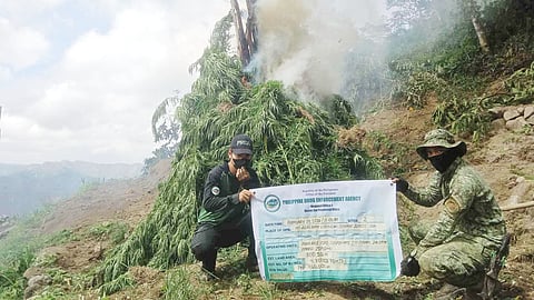 WEEDED out Hidden among the folds of Mount Agay in Sugpon, Ilocos Sur, three sprawling marijuana plantation sites were uprooted by authorities — proof that even remote peaks are not beyond the reach of the law. 