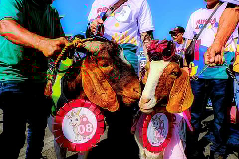 LA Union expands programs supporting goat raisers and local livestock production.