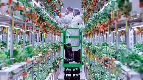 INDULGE in pesticide-free, non-gmo, perfectly ripe strawberries—carefully handpicked & harvested the same day for peak freshness at IntelliFarm.