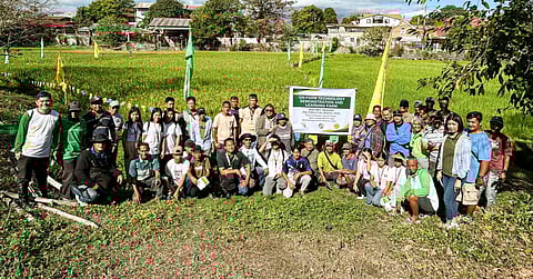 New rice varieties introduced in Tarlac