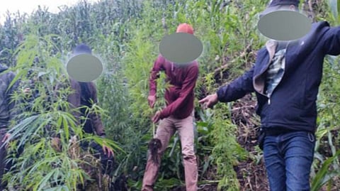 IN a massive joint operation on 28 February, Police Regional Office 10, together with multiple law enforcement and military units, successfully uprooted and destroyed an estimated 1,000 fully grown marijuana plants in a remote area of Cabanglasan.