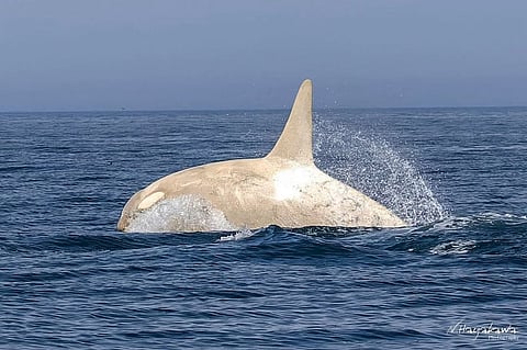 Wildlife photographer captures rare white orcas off Hokkaido