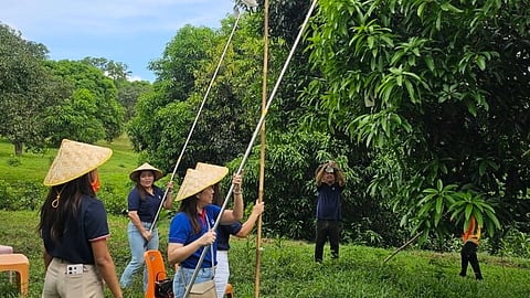CURATED tourism circuits under the DoT's Philippine Experience Program now integrate farm landscapes across regions, including Panay Island where tourists are brought to the province of Guimaras to pick and savor the world-famous mangoes (called ‘Golden Pillows’ in Thailand). 