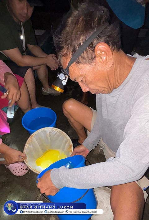 BFAR records 1.1 million bangus eggs during Blood Moon spawning in Zambales