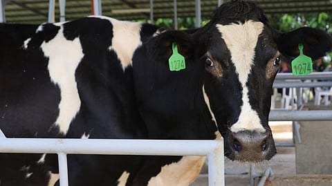 Bataan, NDA push dairy industry boost