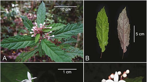 THE distinctive leaves and flowers with immature fruits of the Clerodendrum kelli. 