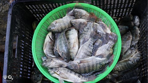 SIFFA members harvested 357 kilos of tilapia in the first breeding cycle and another 262 kilos in the second cycle. 