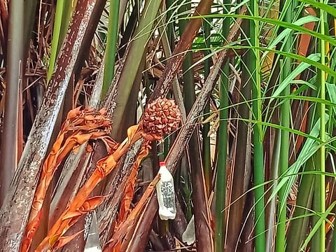 THE provincial government and local students partnered to support nipa palm farmers and formalize the vinegar production industry.
