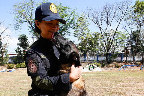 Police handlers and Explosive Detection Dogs (EDDs) of the Regional EOD Canine Unit-NCR conduct morning drills at Camp Bagong Diwa, Taguig City, on 10 March 2026. After years of service, twenty-six K9 heroes are officially set to retire from active duty and begin their well-earned "civilian dog lives."

These retired K9 heroes are also open for adoption and seeking loving homes to enjoy their retirement.

