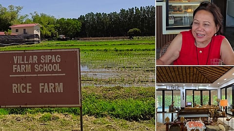 RICE fields showcasing stages of cultivation.