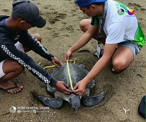 Endangered Olive Ridley Sea Turtle rescued, released in Casiguran Bay