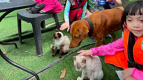 THE  resort’s own Golden Retriever and Siamese cats are very friendly to guests.