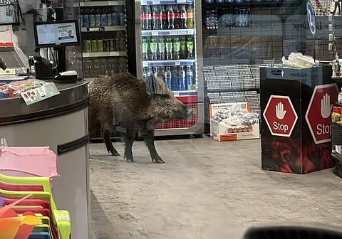 Police chase boar inside mall