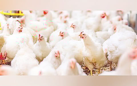 AGRICULTURE Secretary Francisco P. Tiu Laurel Jr. ordered the immediate suspension of shipments involving domestic and wild birds and related products from Indiana. Authorities say the measure is necessary as the highly pathogenic H5N1 avian influenza continues to spread across parts of the US, raising the risk of exposure for importing countries.