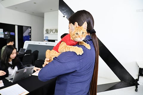 MERALCO treats stray and community cats as part of the workplace ecosystem. 