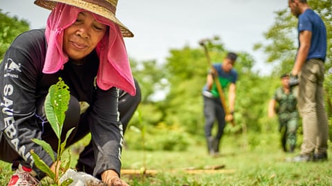 Advocates push ‘Tree Growing’ law