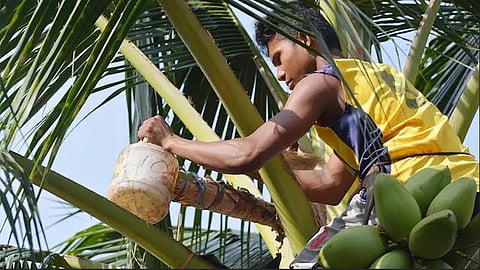 THE Philippine Biodiesel Association has called lawmakers to keep local sourcing of biofuels, which supports millions of coconut farmers who form this country’s backbone.