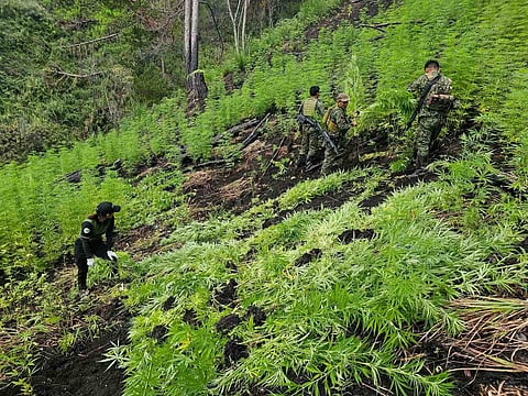More than P5M  worth of marijuana plants were destroyed by anti-illegal drug operatives at a plantation near the border of Mountain Province and Kalinga on March 14, 2026. | Aldwin Quitasol. Photo Courtesy of PDEA Cordillera.