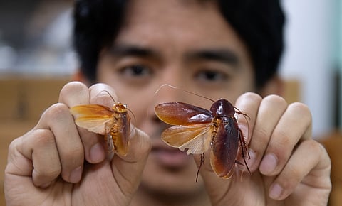 CRISTIAN Lucanas, an entomologist from the University of the Philippines Los Baños, shows specimens of cockroaches inside a laboratory at the UPLB. 