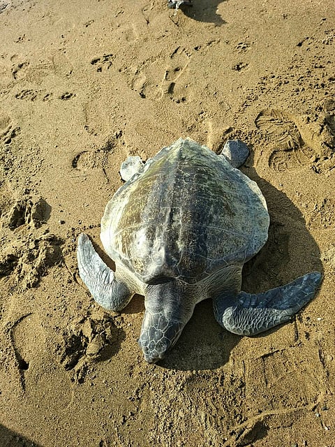 Another Olive Ridley sea turtle rescued and released in Casiguran
