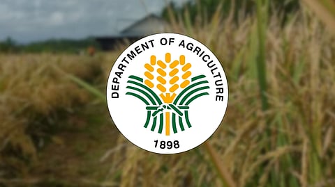 Gov’t weighs P50/kg cap on imported rice