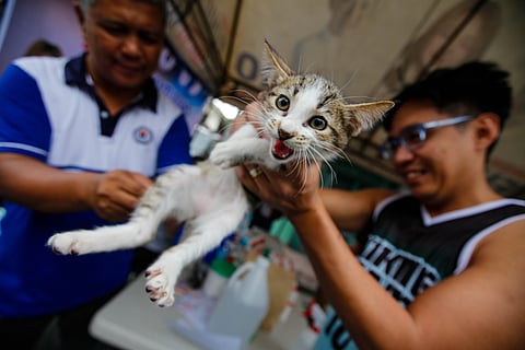 Anti-rabies for fur babies