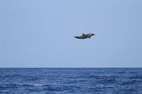 Soaring dolphin stuns experts with 15-foot leap