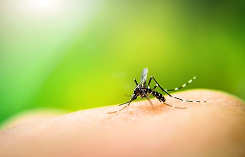 Dengue cases decline by 60%