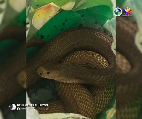 Philippine cobra rescued in Tarlac
