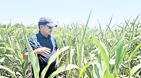 FORMER Agriculture Secretary Manny Piñol inspects a sorghum field in Polomolok, South Cotabato. Sorghum or broomcorn from the grass family is grown as a cereal for human consumption and as animal fodder. 