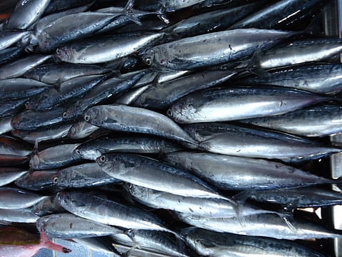 Public Health Alert — The Iloilo Provincial Health Office warns the community to refrain from consuming tulingan following illness reports linked to the fish.