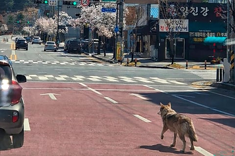 A WOLF that escaped from a zoo walk on a road in Daejeon, South Korea on 9 April. 