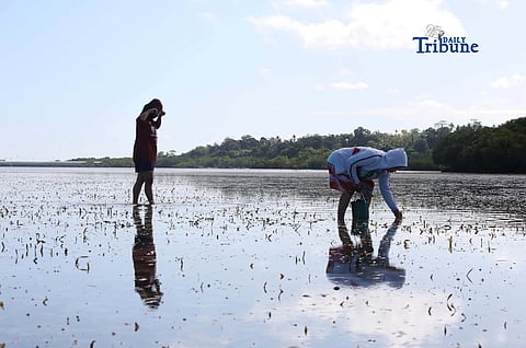 (April 09 2026) Residents took advantage the low tide at the seashore of Ubayon Loon Bohol to search a conch shell or (Aninikad) to eat, some others searching to sold at the market to make a profit, for their daily expenses on Thursday April 9 2026. Photo/Analy Labor
