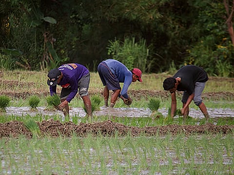 Aurora farmers hit by fuel hike may get aid