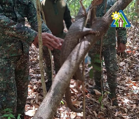 A dead Palawan Pangolin was found at the mountainous region of the Iwahig Prison and Penal Farm (IPPF), while. 16 illegal traps were also discovered on April 10, 2026.