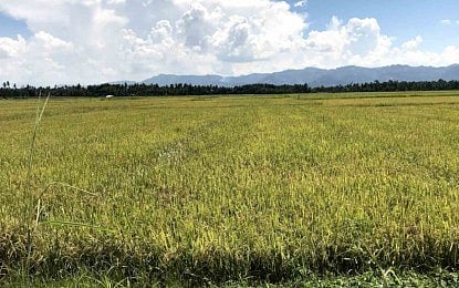 Farmers are seeing strong harvests and better prices this season, but Agriculture Secretary Francisco Tiu Laurel Jr. said rising fertilizer costs and the country’s continued need to import rice remain key challenges to sustaining supply and affordability.