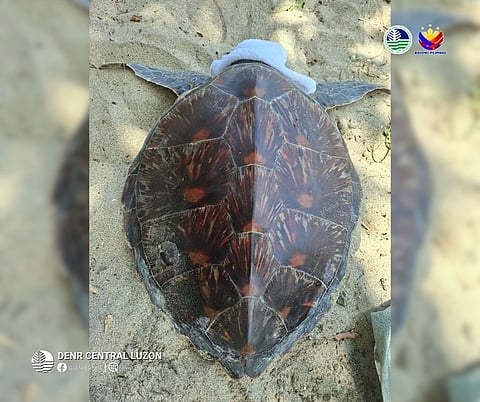 DENR releases endangered green sea turtle in Aurora waters
