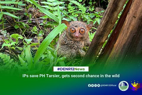 Community saves Philippine tarsier in Sarangani